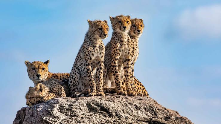 Serengeti landscape through seasons