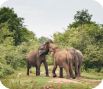 Elephant and baobab trees in Tarangire National Park