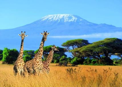 Elephants and wildlife on a Tanzania safari