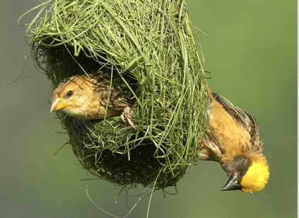 Birding Safari